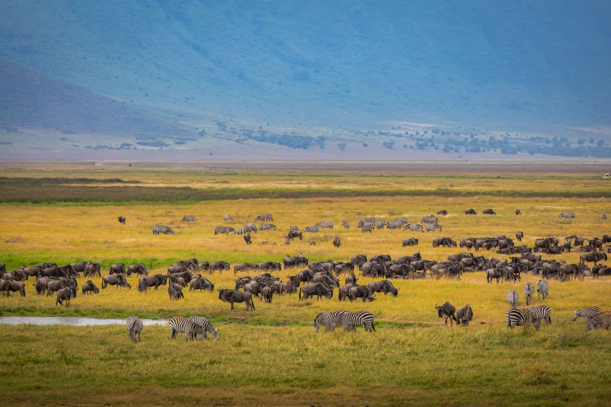 Jour 7 — Aire de conservation du Ngorongoro (cratère inclus)