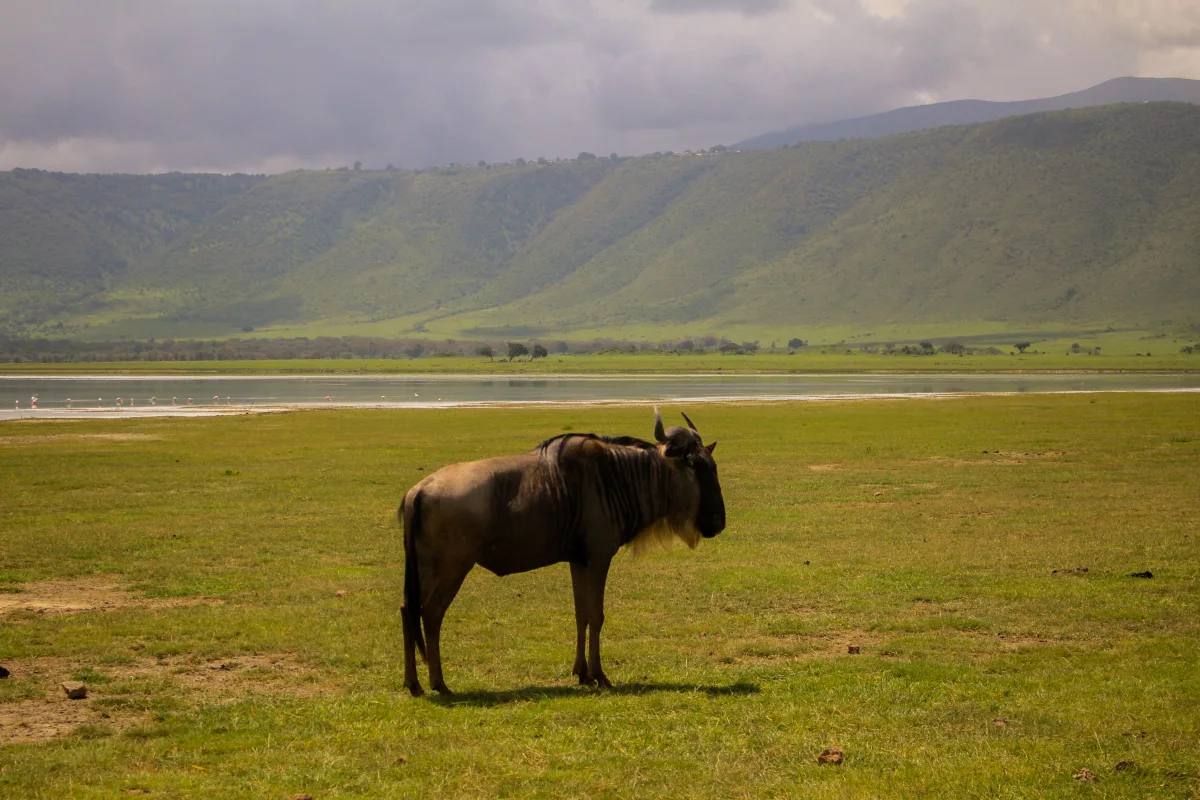 Tanzanie – Du kilimandjaro au mythique parc du Serengeti — photo 4