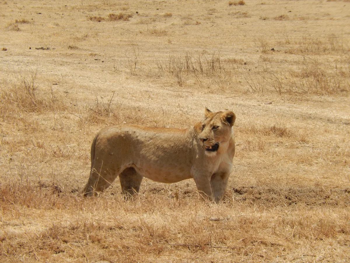 Tanzanie – Du kilimandjaro au mythique parc du Serengeti — photo 5