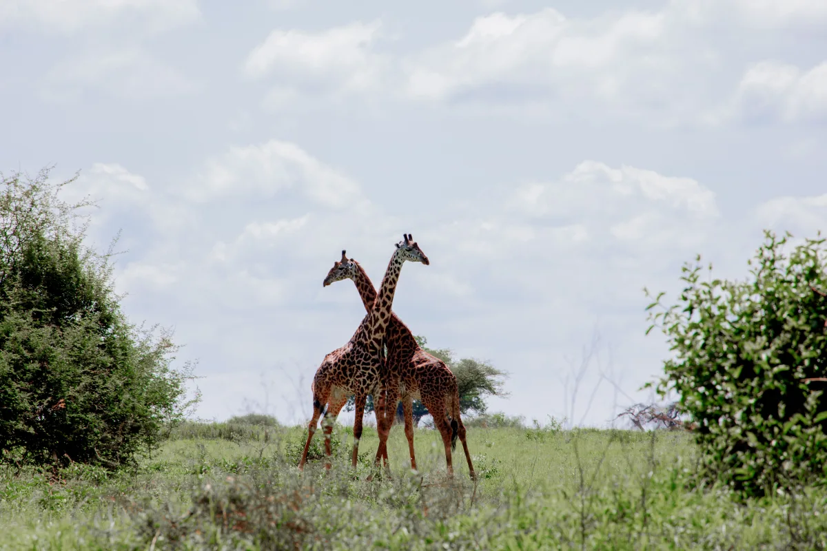 Tanzanie – Du kilimandjaro au mythique parc du Serengeti — photo 6