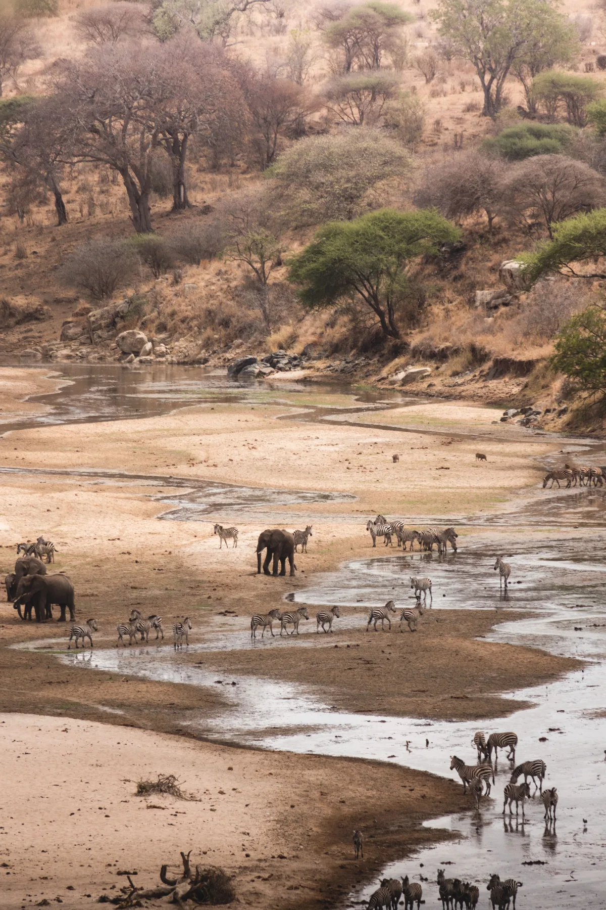 Jour 4-6 — Parc national du Serengeti (centre ouest/est)