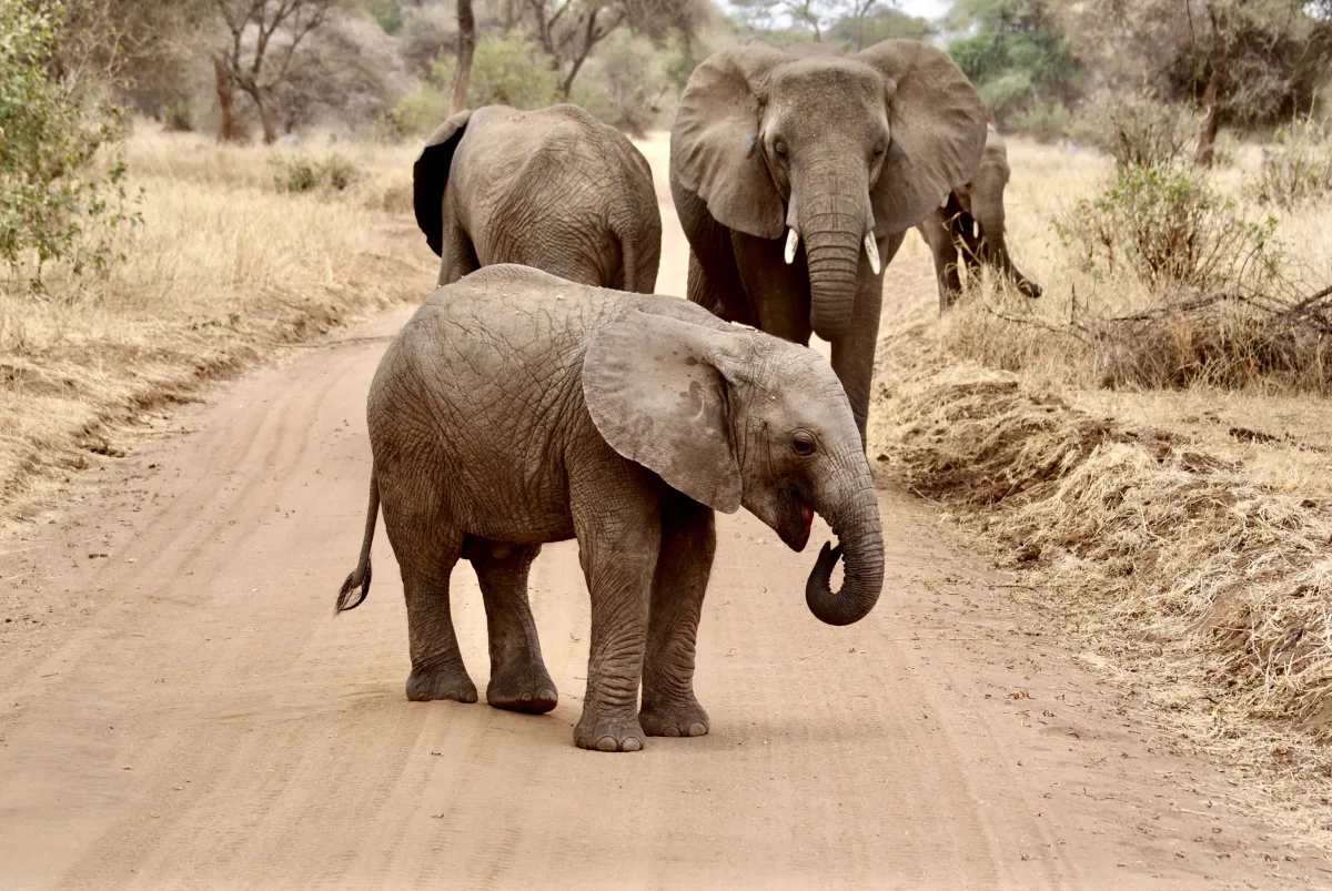 Jour 2 — Parc national du Tarangire