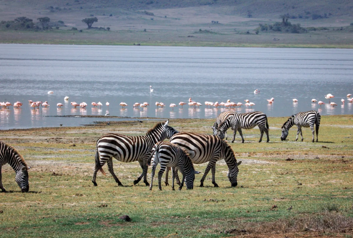 Jour 3 — Parc national du lac Manyara
